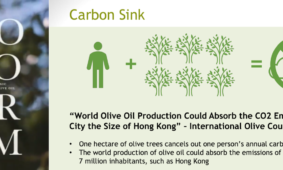 Carbon Sink and Balance by MONOGRAM Olive Trees